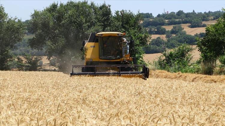 Buğdayda rekolte artışı beklentisi