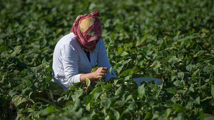 Suya kavuşan Suruç Ovası hem tarıma hem de yöre halkına "hayat" verdi