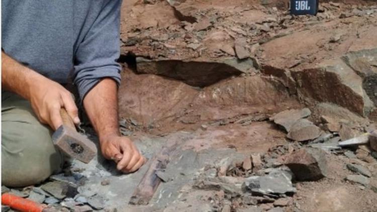 Arjantin'de 10 metrelik dev dinozor fosili bulundu
