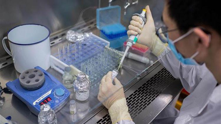 Aşı çalışmalarında son gelişme: Maymunları Kovid-19'dan koruyan prototip