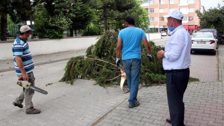 Bolu'da rüzgar ağacın dalını kırdı