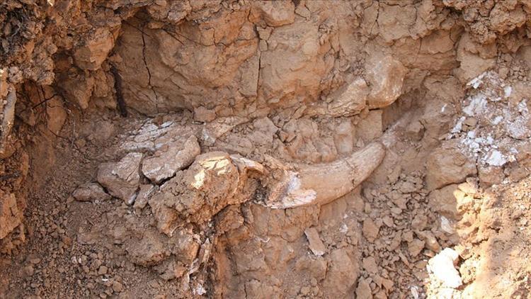Meksika'da 60'ın üzerinde mamuta ait kemikler bulundu