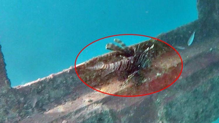 Kuşadası'nda korkutan gelişme! Zehirli aslan balığı görüldü