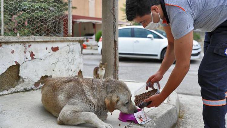 Denizli'de sokak hayvanları için mama ve su bırakıldı