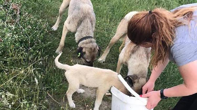 Gelibolu'da kısıtlamada sokak hayvanları unutulmadı