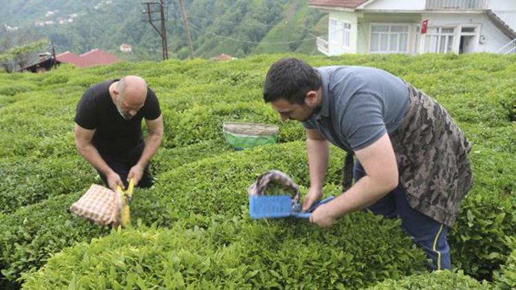 Rize'de 7 günlük karantina süresi dolanlar, çay hasadına başladı