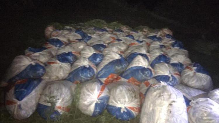 Van'da 15,5 ton kaçak avlanan inci kefali ele geçirildi