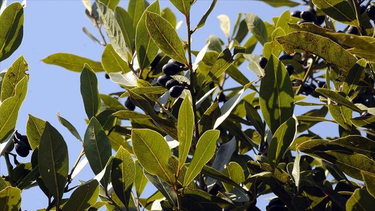 Tarım ve Orman Bakanlığı 2019’da 32 bin 600 ton defne üretimi gerçekleştirdi