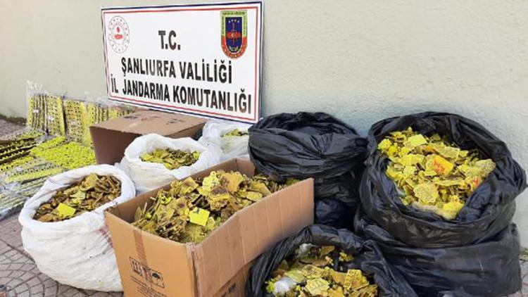 Siverek'te sahte hayvan küpesi operasyonu: 14'ü veteriner 17 gözaltı