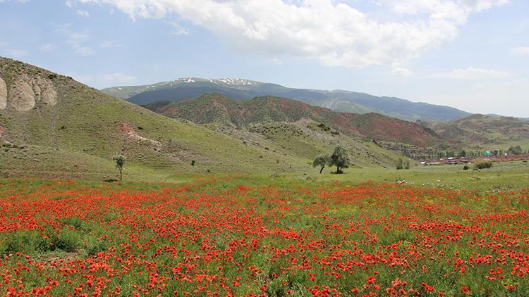 Oltu'da gelincikler ovayı kırmızıya boyadı