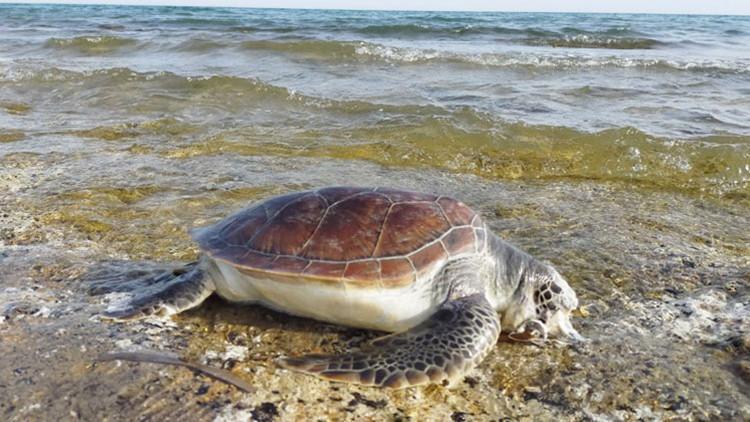 Belek'te 11 deniz kaplumbağası ölü bulundu