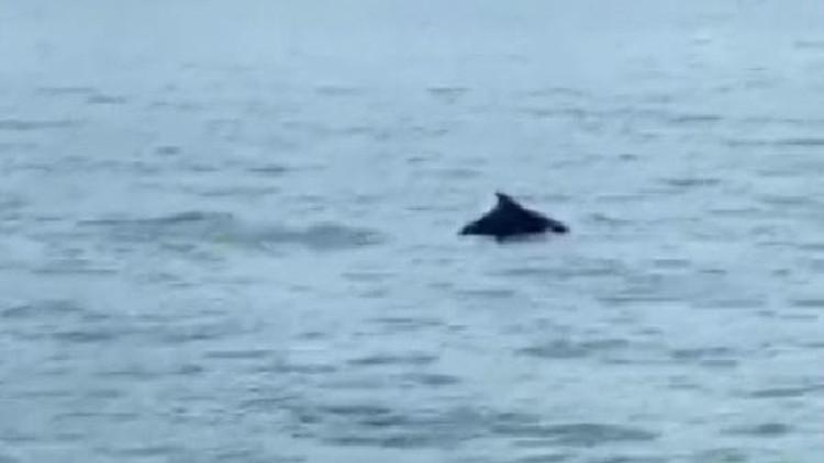 Yunuslar, Gemlik sahilinden geçti