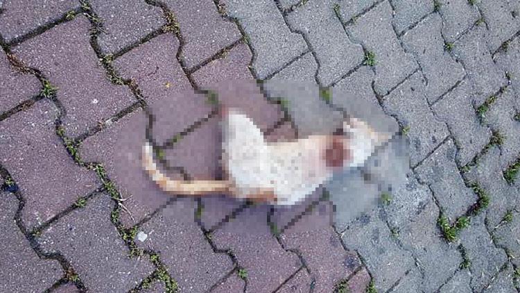 Bacakları kesik kedinin nasıl öldüğü ortaya çıktı!