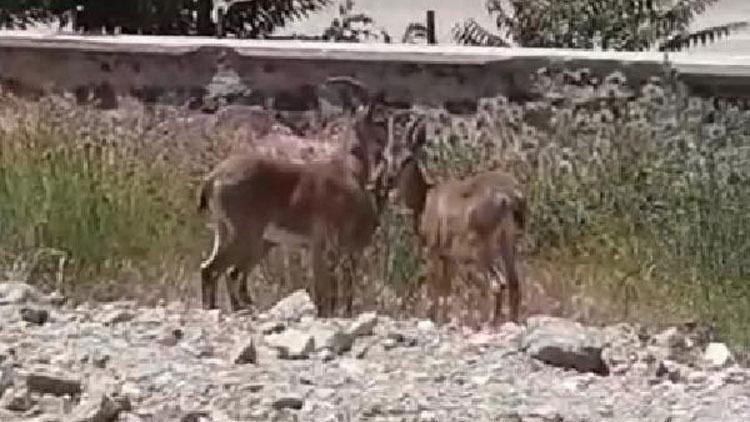 Elazığ'da dağ keçileri mahalleye indi