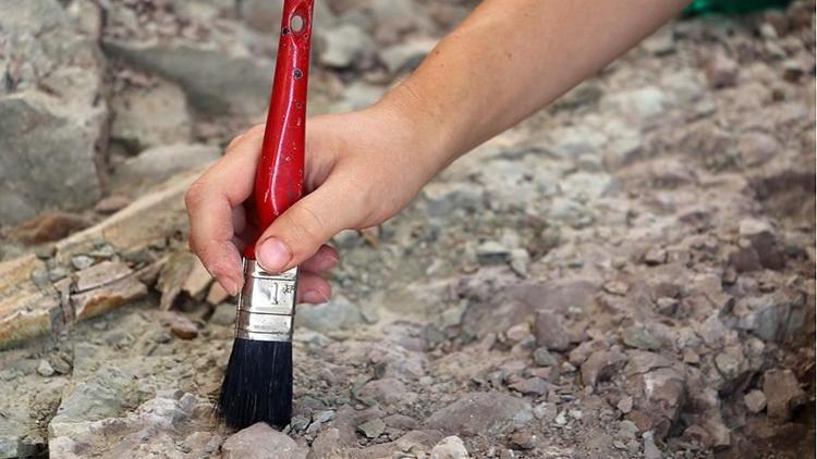 Dünyanın en küçük dinozor yumurtası fosili Japonya'da bulundu
