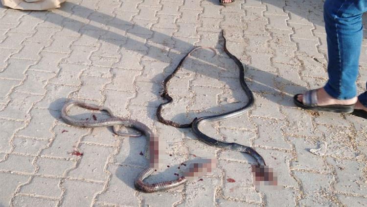 Öldürülen yılanlarla ile ilgili önemli uyarı!