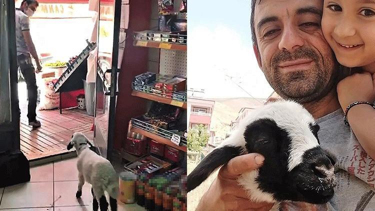 2 aylık kuzusu 'Karaoğlan', peşinden ayrılmıyor
