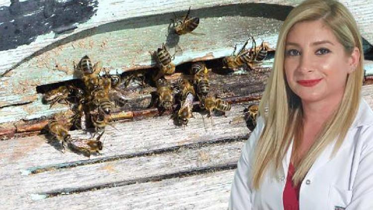 Arı sokmalarında bu uygulamalara dikkat