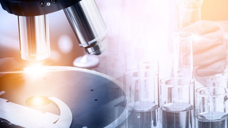 Laboratuvar yapımı testis
