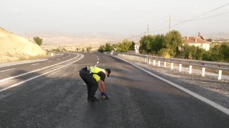 Elazığ'da jandarmanın 'kaplumbağa' mesaisi