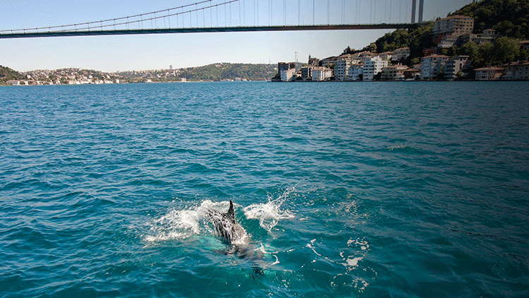 İstanbul Boğazı'nda yunuslar görüntülendi