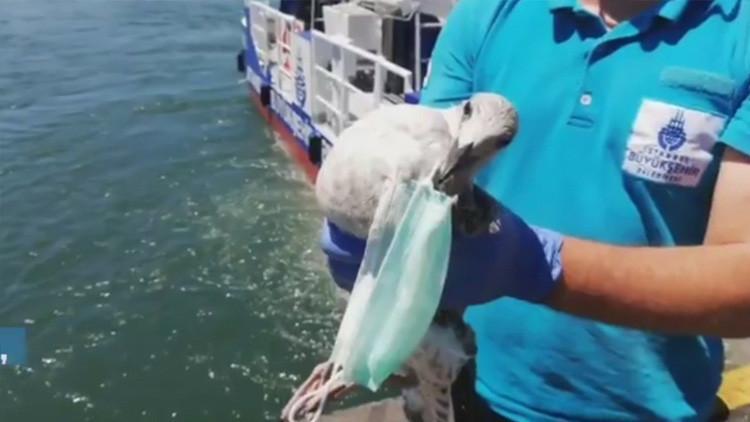 Haliç’te şoke eden olay! Martı son anda kurtarıldı…
