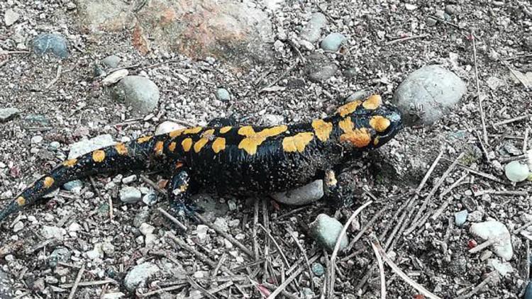 Amanoslar'da 'sarı benekli semender' görüntülendi
