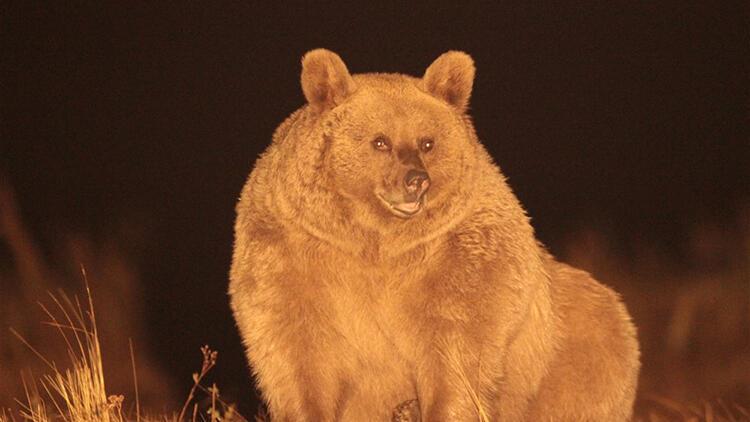 Boz ayıların göç ettiği ilk kez Sarıkamışta ortaya çıktı