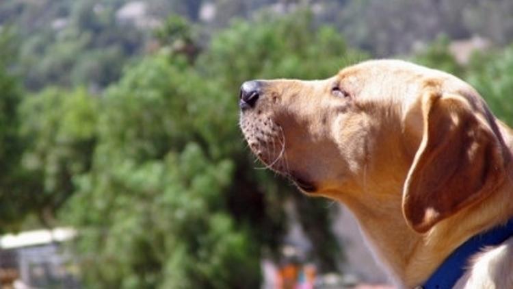 Köpeklerden Kanser Teşhisi