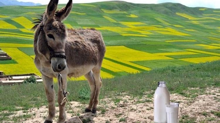 Eşek sütündeki mucizevi etki