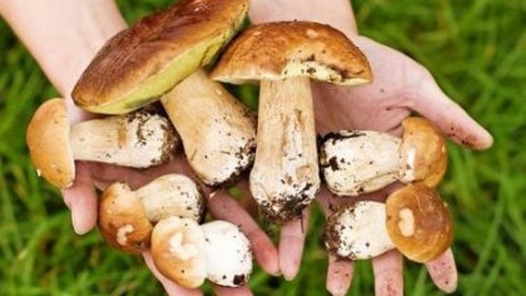Tavsiye edilen mantar çeşidi hangisi?