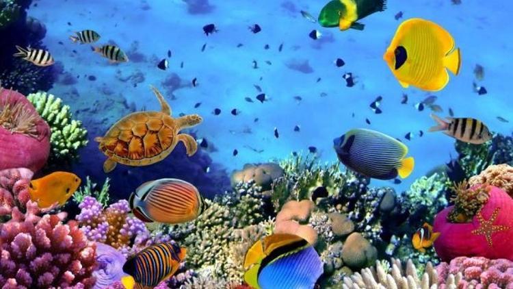 “Deniz Canlıları Sergisi” 14 Eylül’de başlıyor!