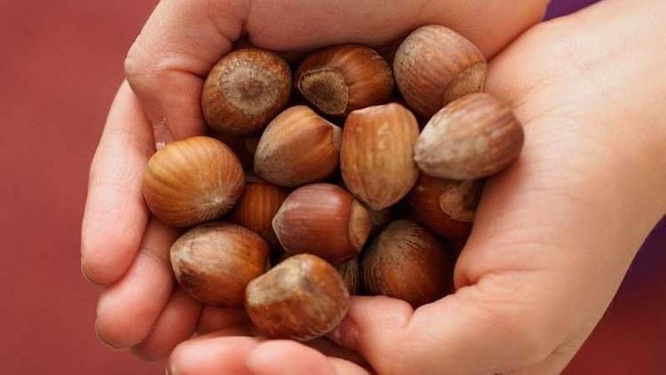 Bunamaya karşı günde bir avuç fındık