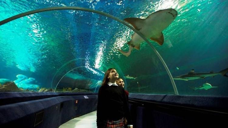 Sea Life Akvayum sizleri bekliyor