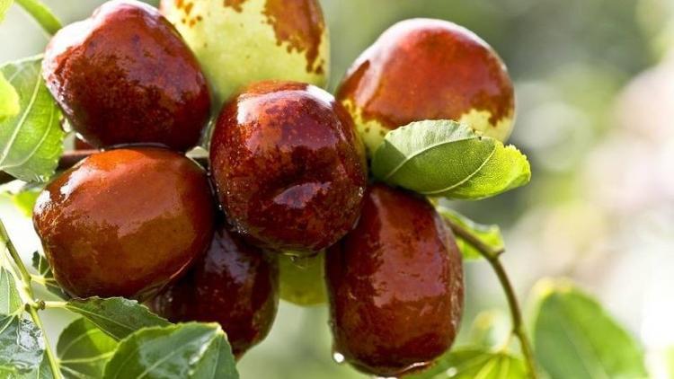 A ve C vitamini deposu hünnap nelere faydalı?