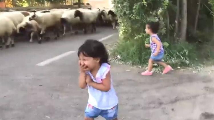 İlk kez koyun gören ikizlerin şaşkınlığı