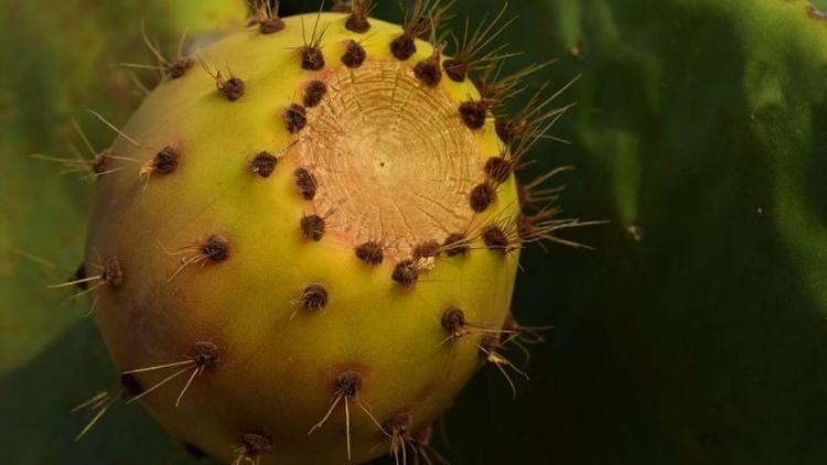 Dikenli incirin (Hint İnciri) faydaları nelerdir?