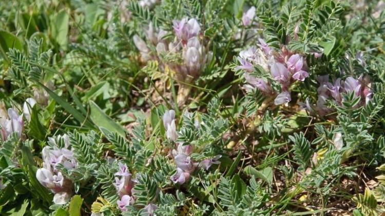 Uzun yaşamın sırrı, astragalus bitkisinde mi saklı?