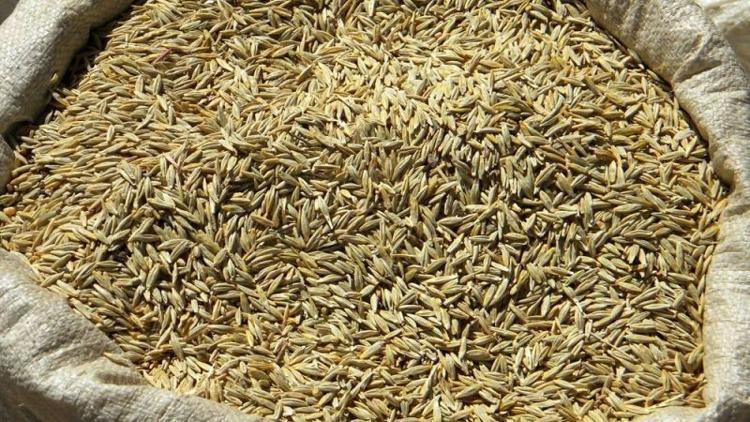 Teff tohumu nedir? Teff çayının zararları nelerdir?