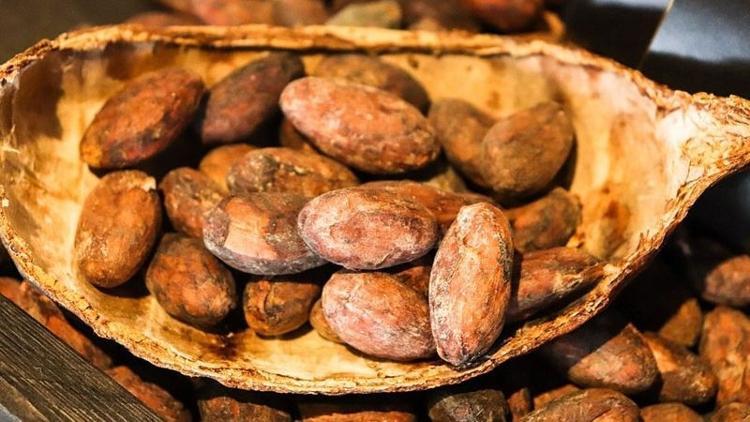 Kakao içeriği yüksek olanlar kalbi koruyor