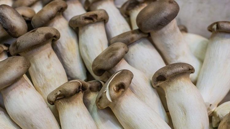 Sağlık Bakanlığı’ndan mantar zehirlenmelerine karşı uyarı