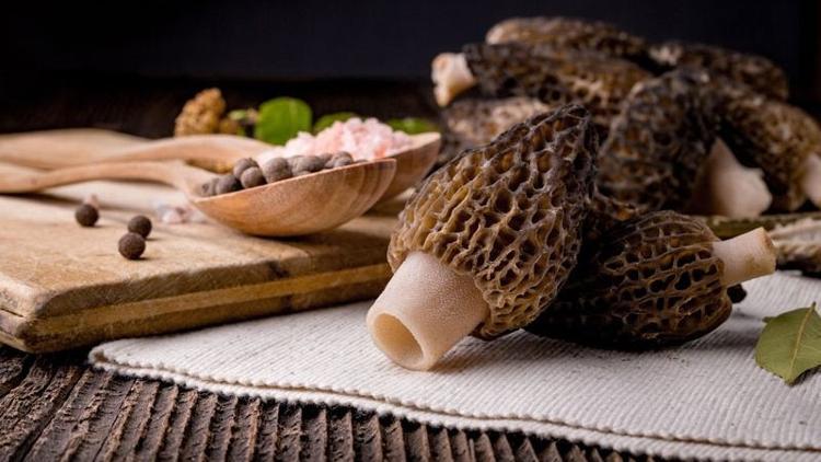 Kuzugöbeği mantarı faydalarıyla şaşırtıyor
