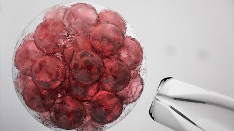 Kök hücre kaynaklarından materyal alma ve hastaya verilişi