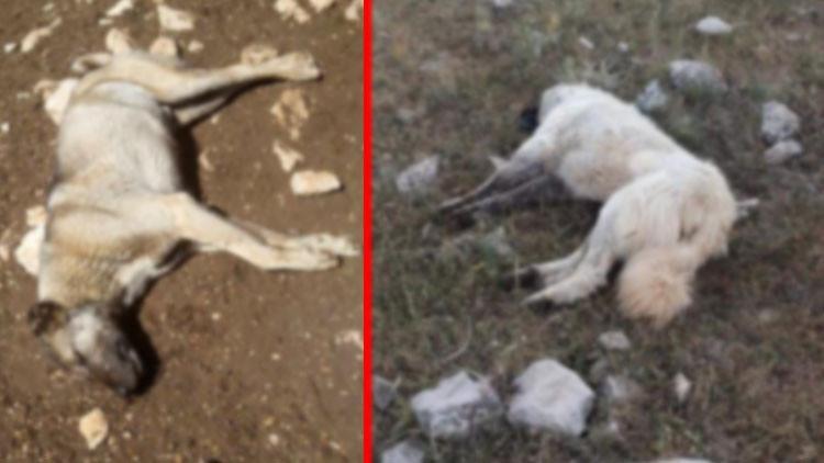 Nasıl kıydınız! Çobanların köpeklerini zehirlediler...