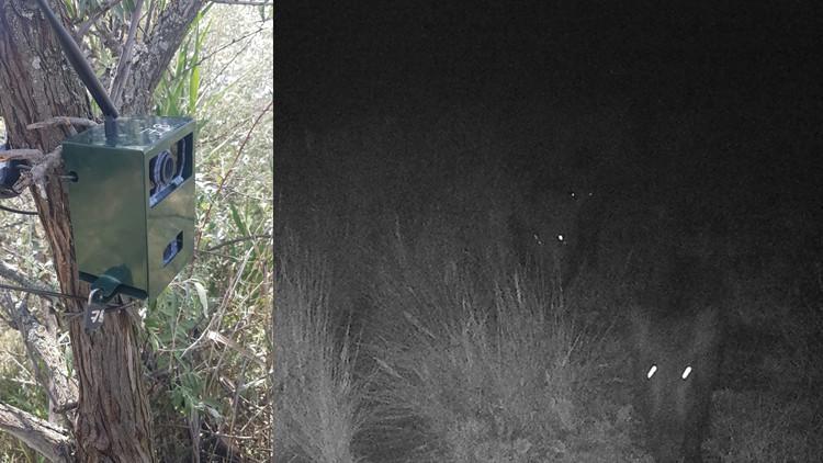 Çorum'da 'aslan' paniği yaşanmıştı! Fotokapana yakalananlar şaşırttı