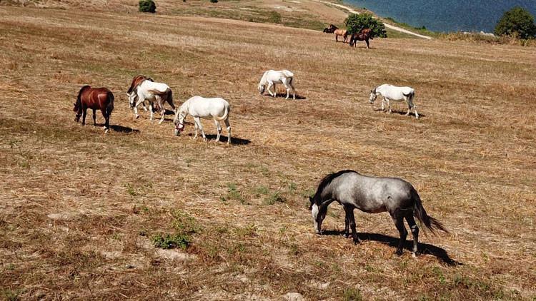 İşte Adalar'daki o atlar!