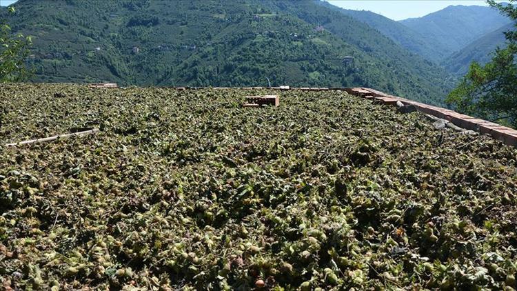 Fındık hasadında çalışacak mevsimlik işçiler için Kovid-19 tedbirleri uygulanacak