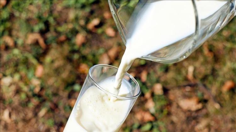 TİGEM Gözlü'den günde 37 ton süt üretimiyle ekonomiye katkı