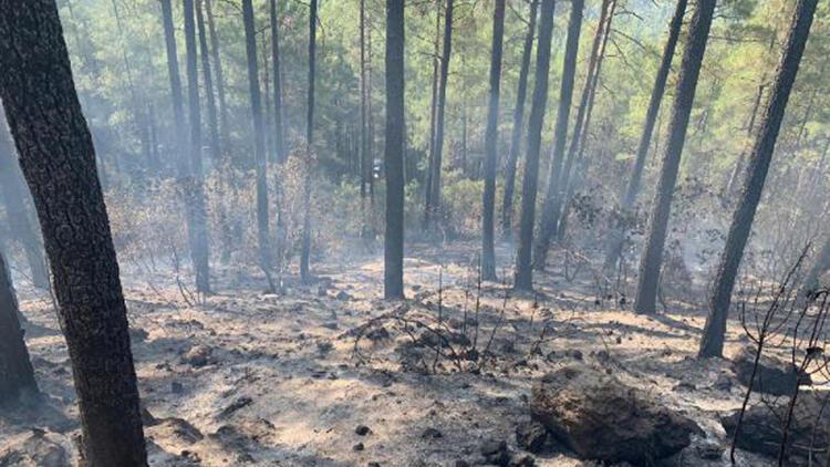 Mangal ateşi 46 dönüm araziyi kül etti Son Dakika Flaş Haberler