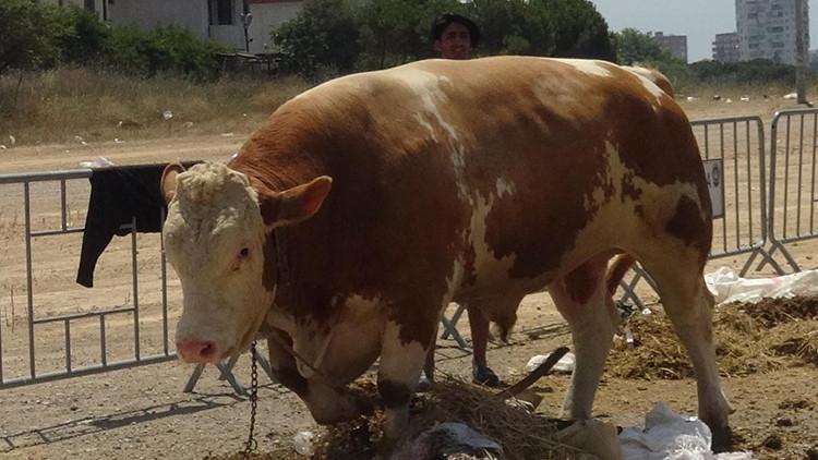 1 ton 330 kiloluk boğa 'Paşa', 32 bin liraya satılık